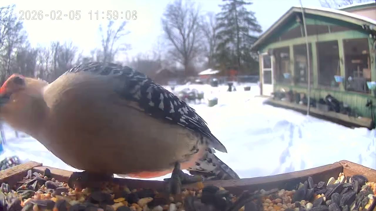 Birds at Feeder February 5, 2026