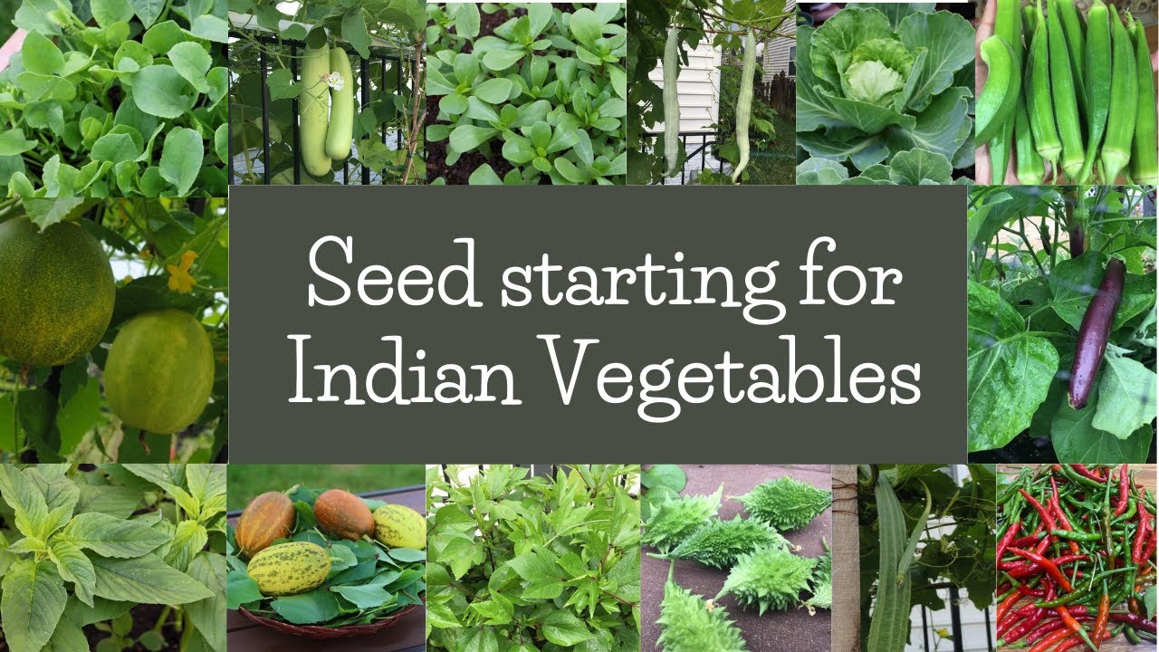 Starting Seeds for Indian Ethnic Vegetables/Greens in Colder Climates - Zone 6b.