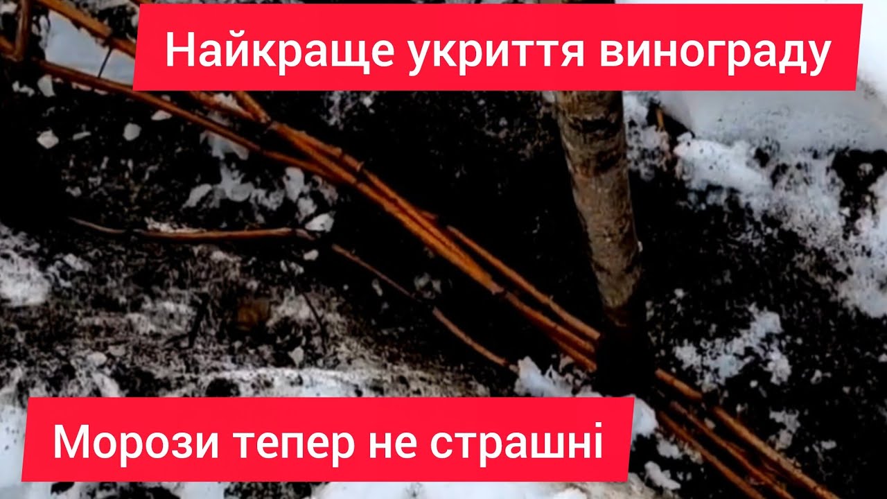 Екстренне укриття винограду!!! Такого ви ще не бачили!🧑‍🎄