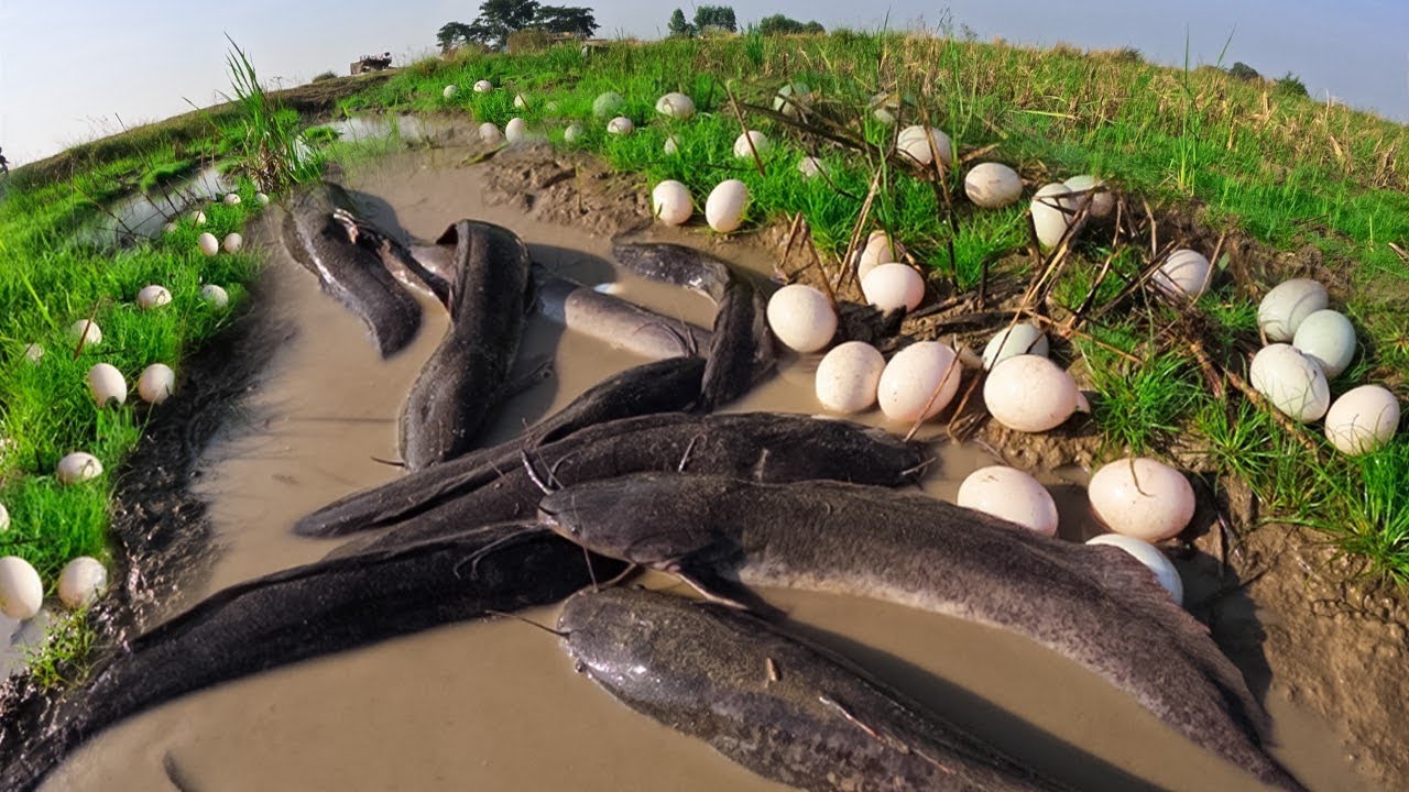 Best hand fisherman catch a lot of catfish at field near the river