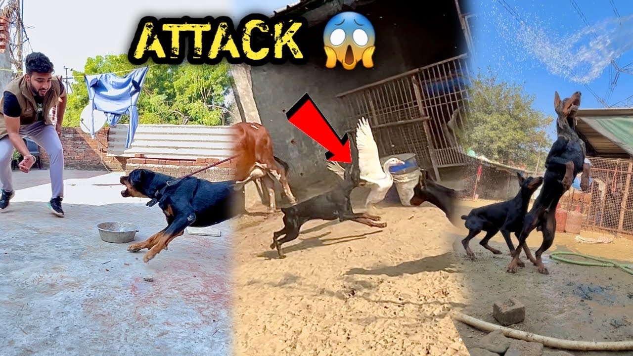 ROTTWEILER Dog Mil Gya😨EUROPEAN DOBERMAN Ne Duck Pr Attack Krdiya😭