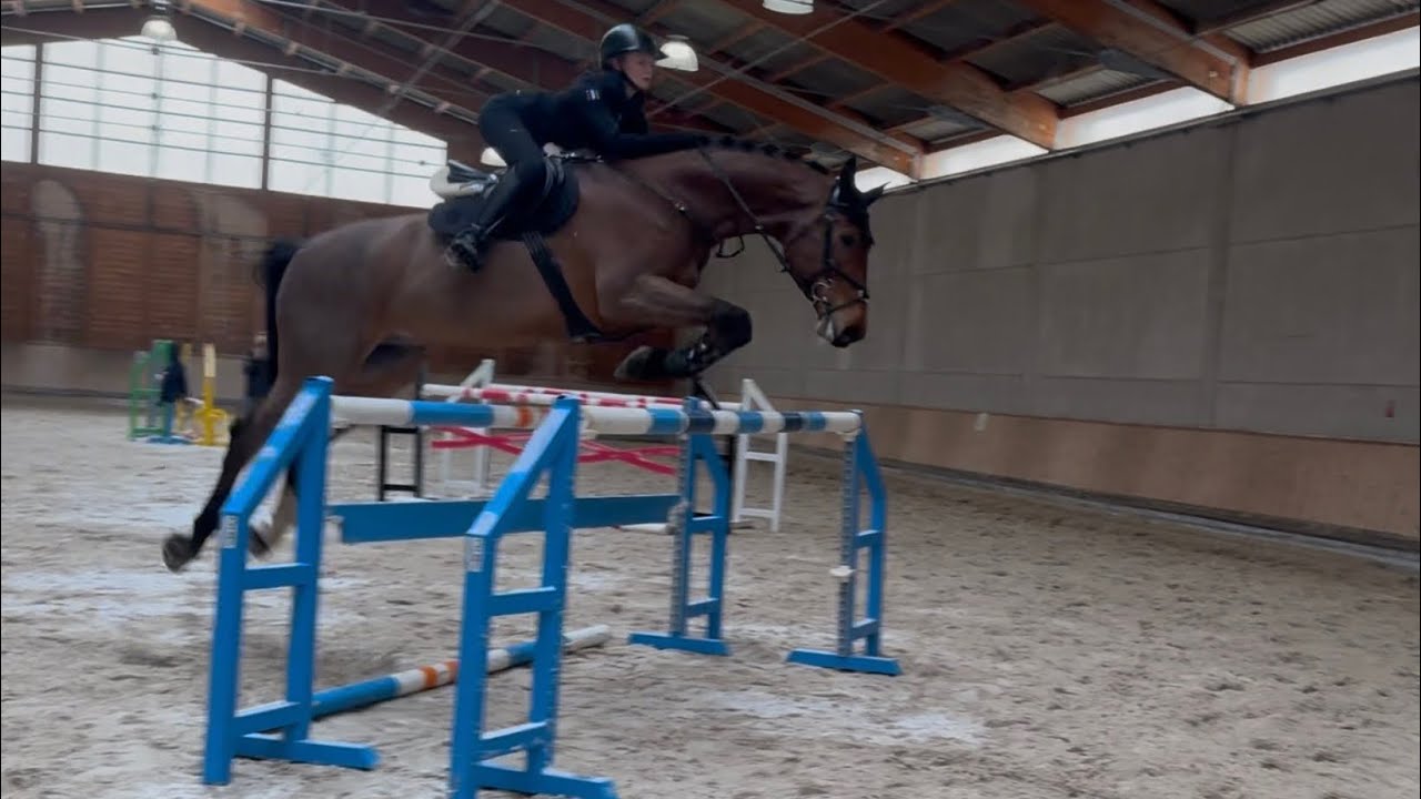 11yo gelding 135 level 