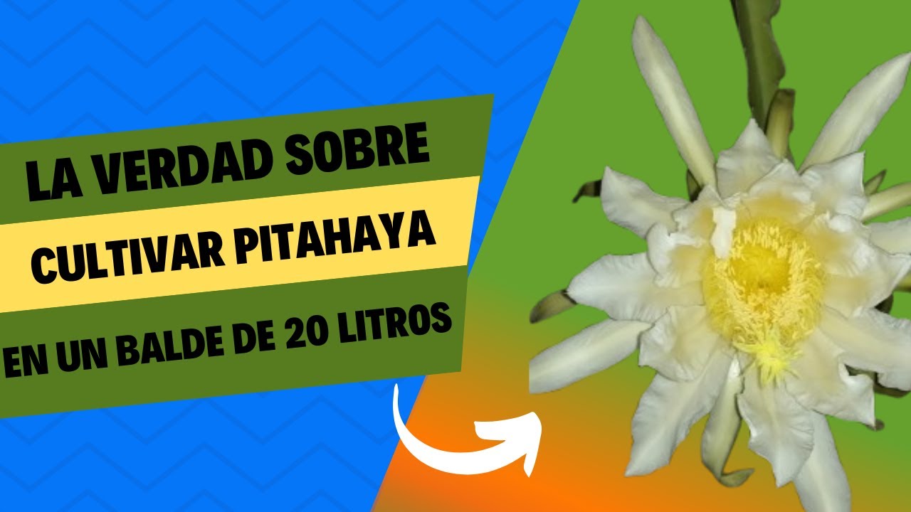 Los EXPERTOS en PITAHAYAS no te dirán esto, sobre cómo cultivar en balde de 20 litros.