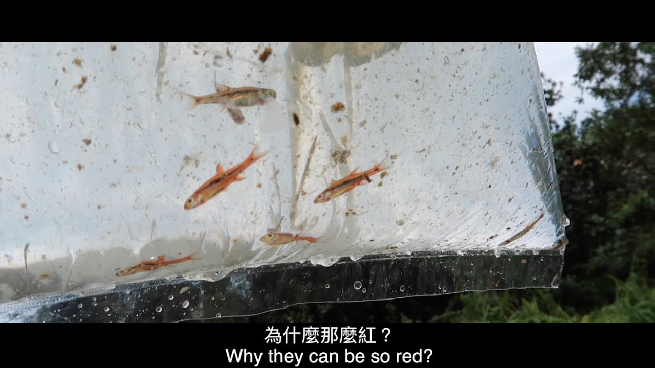 Boraras urophthalmoides in Malaysia stream! 馬來西亞也有玫瑰小丑灯！