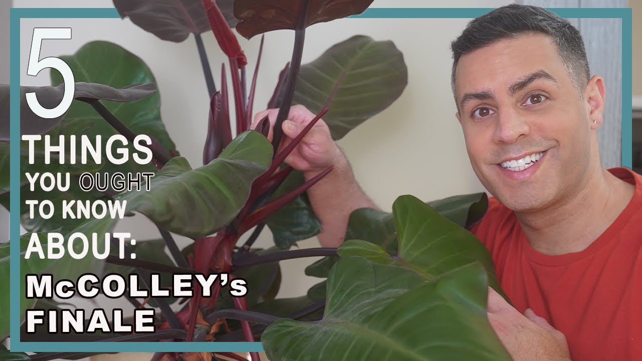 5 Things You Ought To Know About Your McColley's Finale (Philodendron). Houseplant Crucial Care! 4K