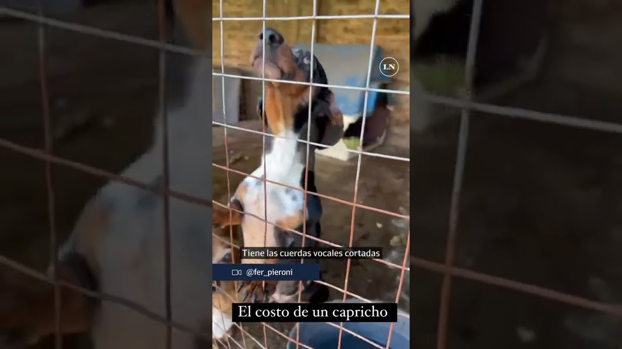 Temperley: Allanaron un criadero y rescataron a varios perritos salchicha