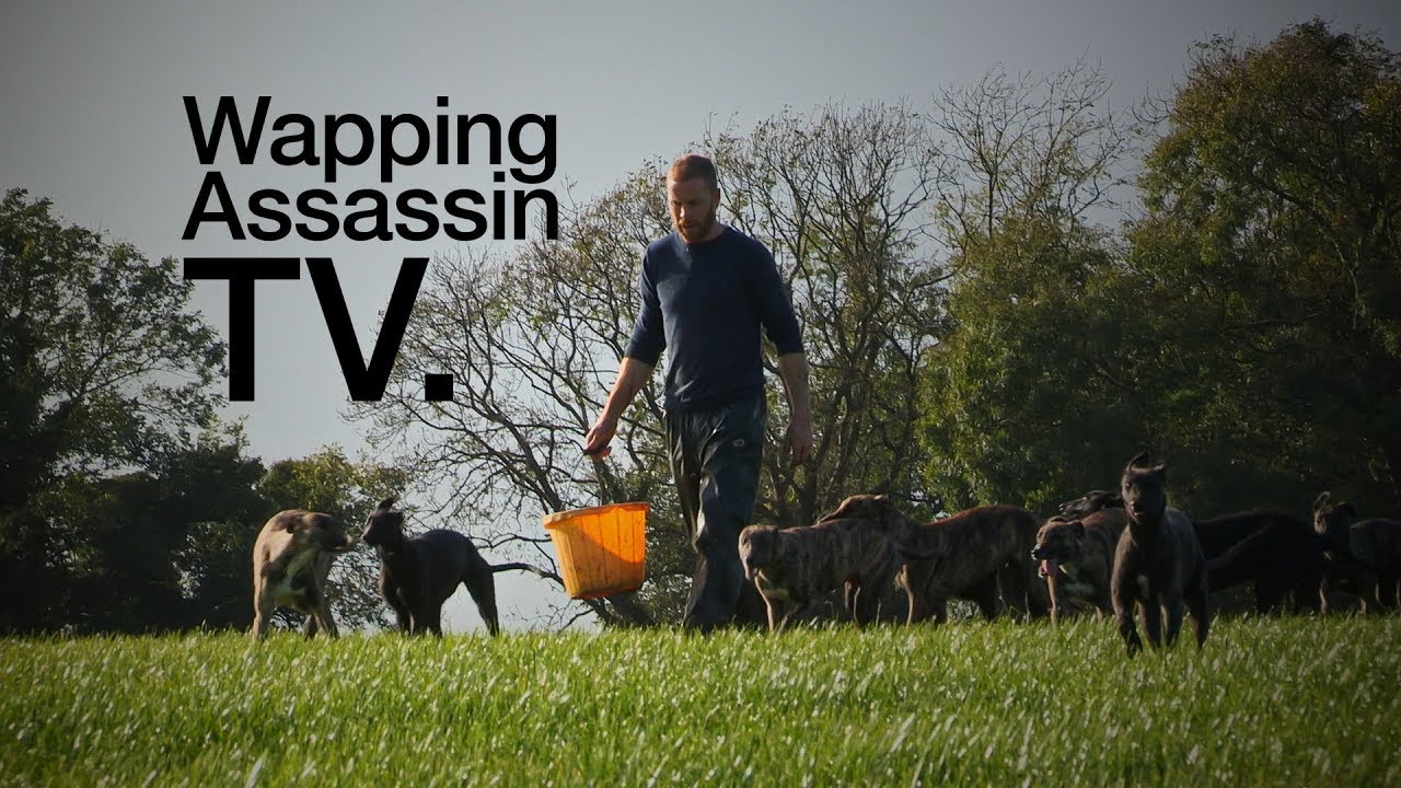 Wapping Assassin TV - Sean Conway Greyhound Breeder PART II