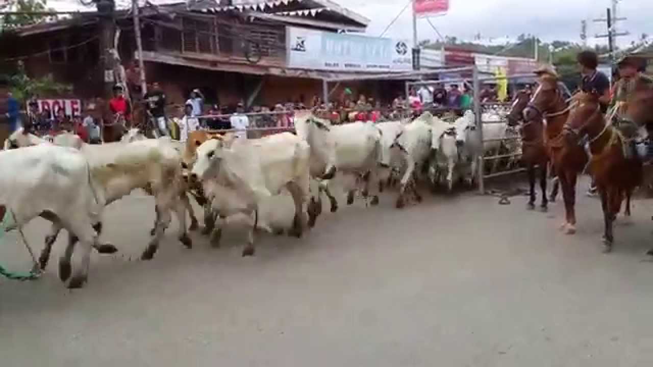 2015 RODEO MASBATENO -  Cattle Drive