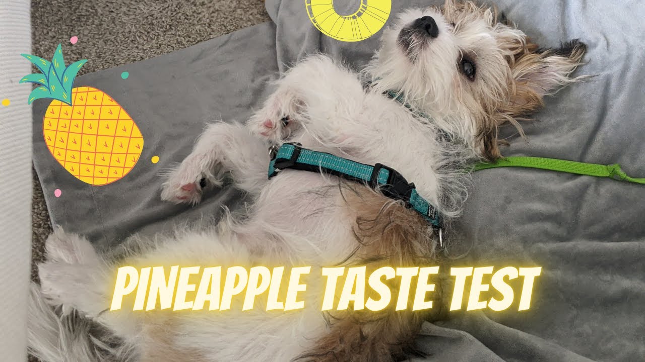 🍍MORKIE PUPPY TRIES PINEAPPLE | PINEAPPLE TASTE TEST 👅