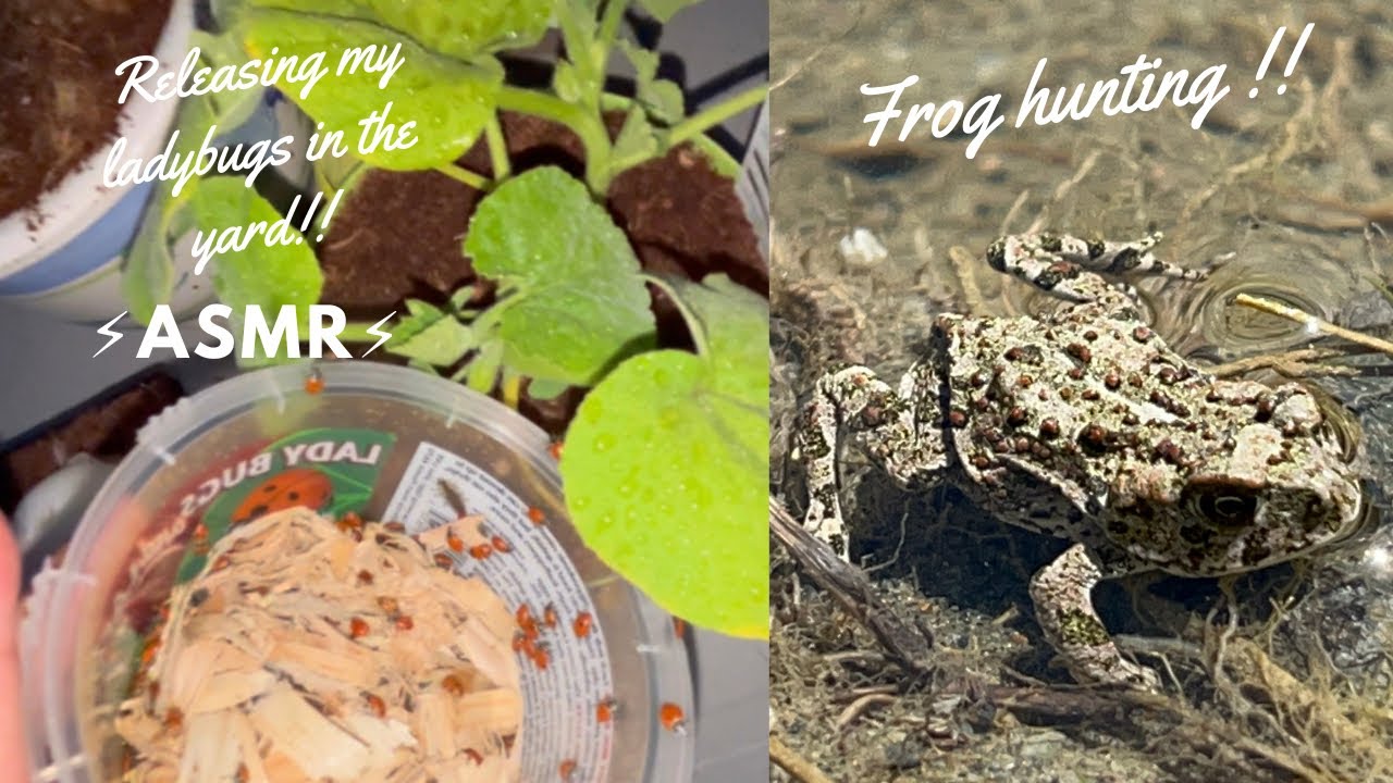ASMR outside in the garden + frog 🐸 hunting !! ( no capturing )