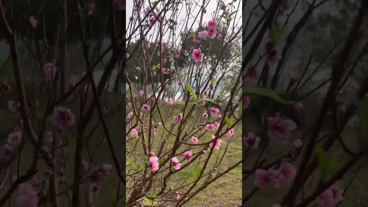 Hoa đào nở sớm 