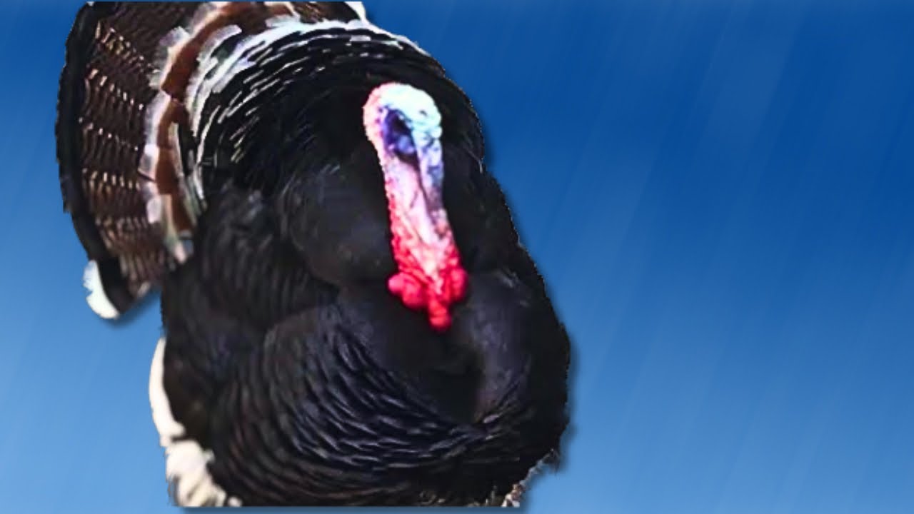 звук пения индейки