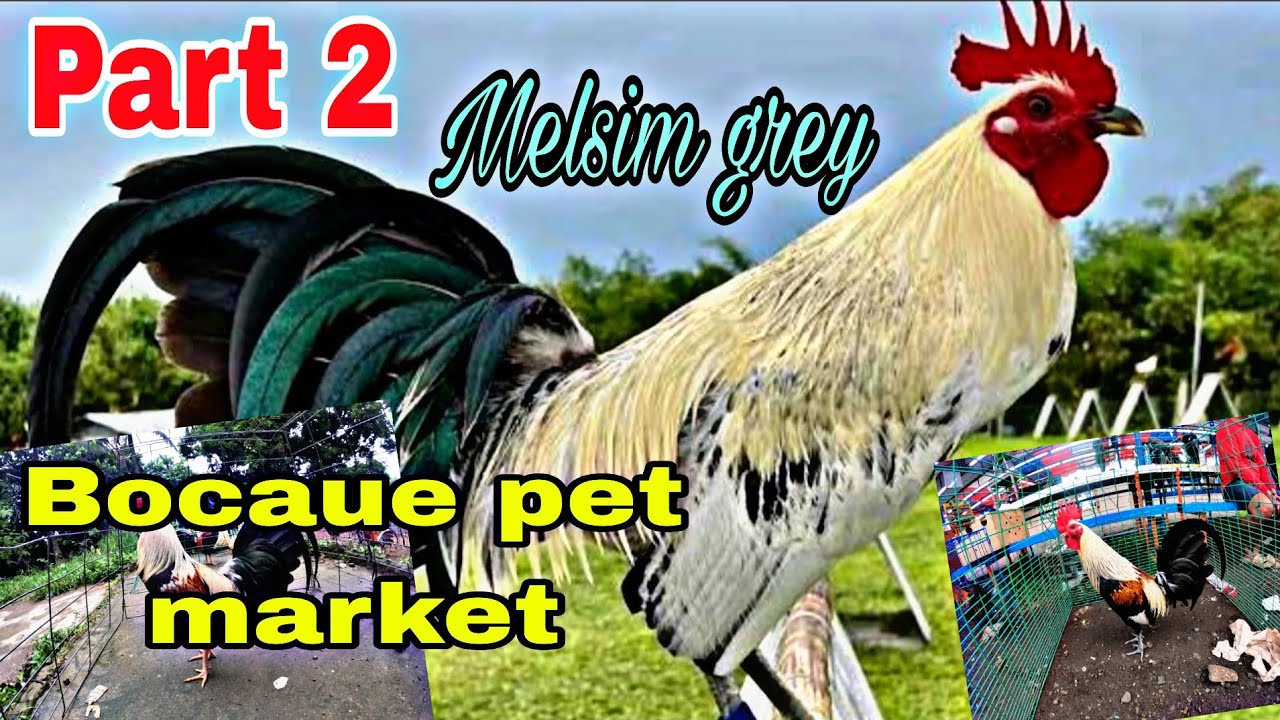 Part 2 melsim grey , Bocaue pet market .
