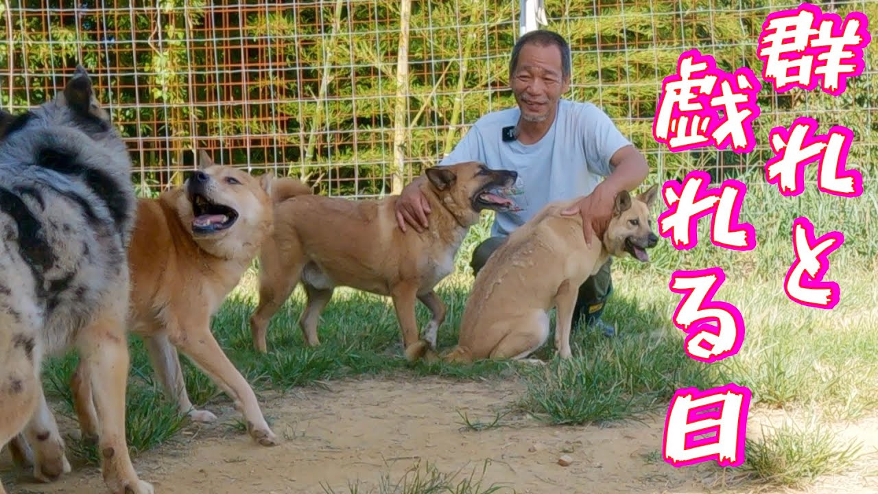 【ザ 雑種】４頭の保護犬達の群れと戯れる