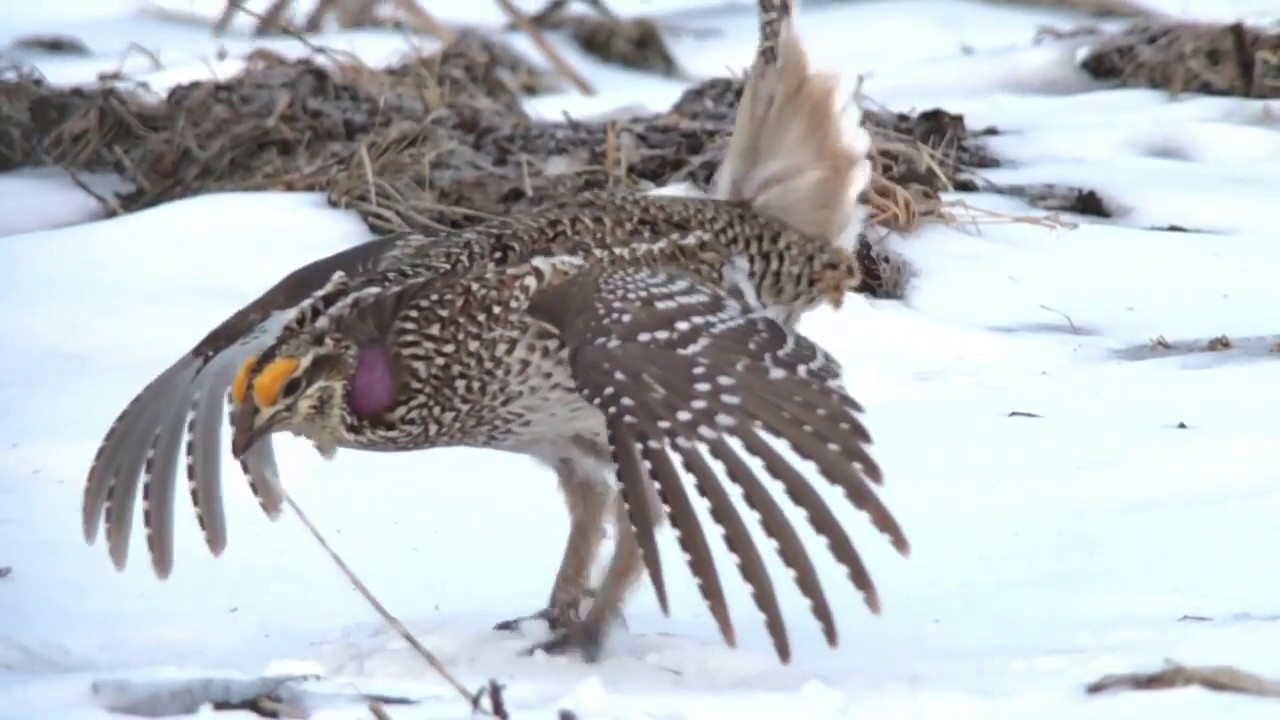 Sharp-tailed Grouse Dancing on a Lek