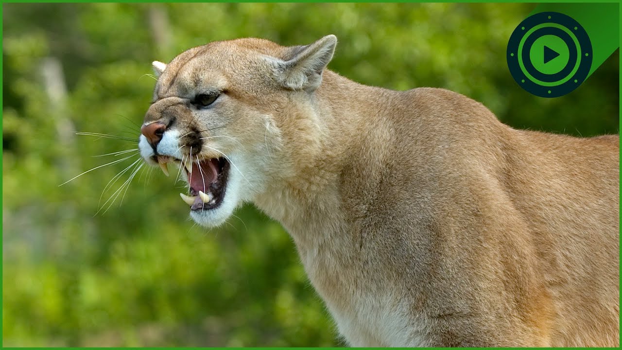 The Cunning Apex Predators of the Rockies | Wild America