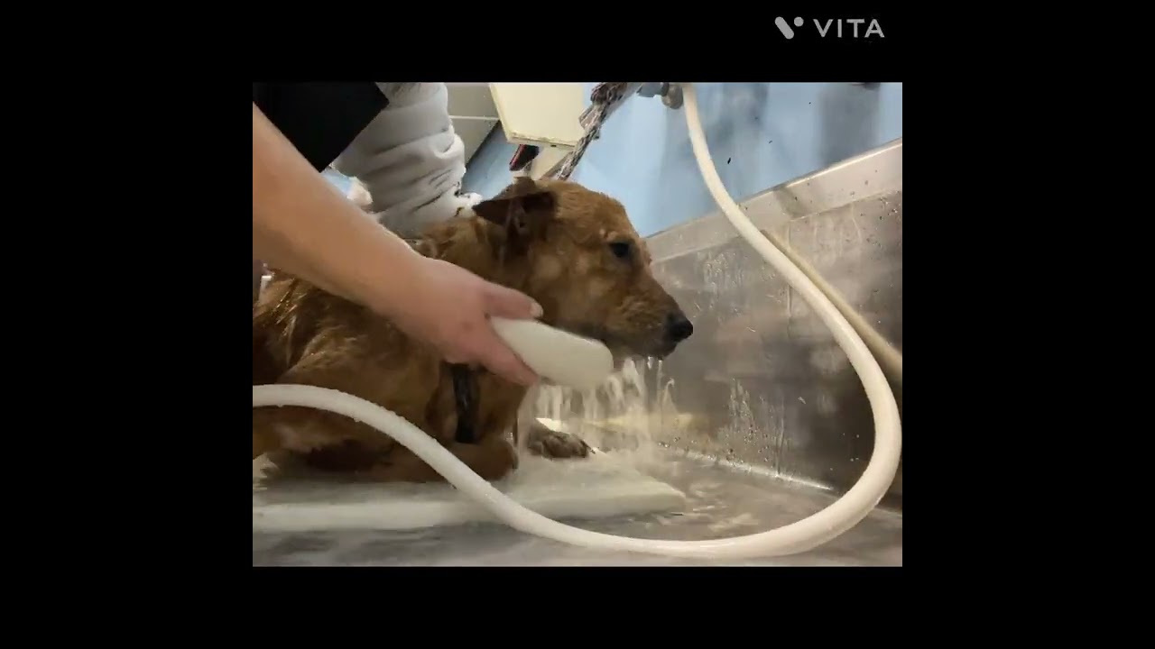 【保護犬】レオンくん　シャンプー