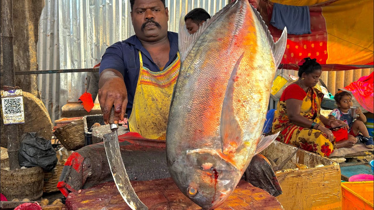 KASIMEDU SPEEDSELVAM BIG SIZE TREVALLY FISH CUTTING VIDEO 