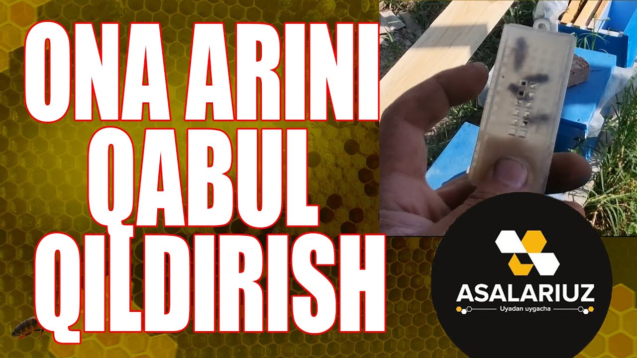Urchigan ona arilarni qabul qildiriash.