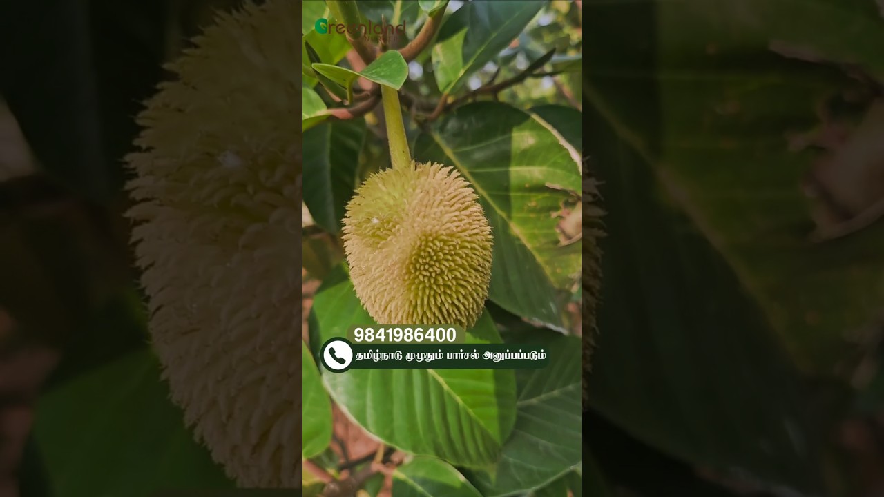 🌳 Ayni Palapalam 🍈 &ndash; 7 Years Tree Fruiting Now! இனிப்பு & புளிப்பு சுவை 😍 | Greenland Nursery