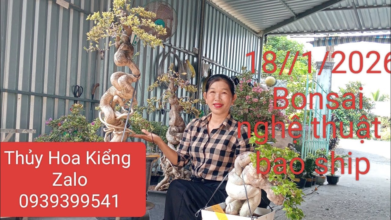 18/1/2026 giao lưu hoa giấy đẹp bonsai nghệ thuật và linh sam các loại 
