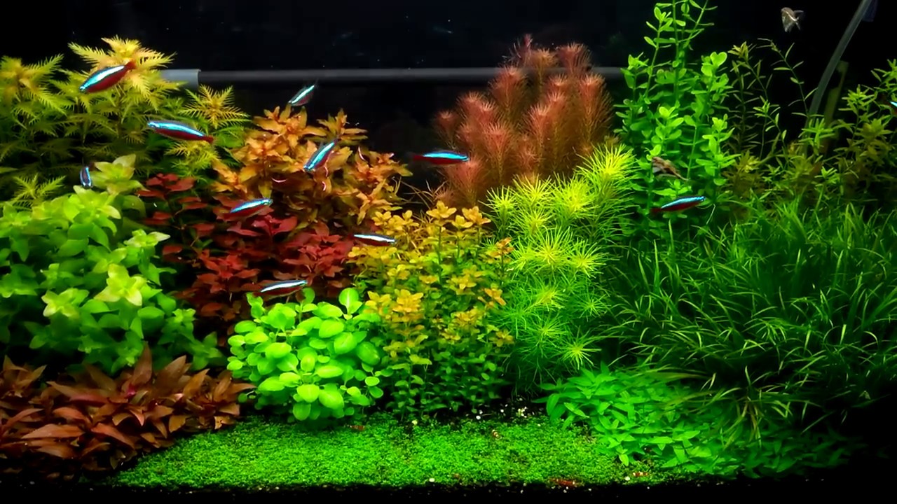 Dutch Aquarium Layout (1/2017)