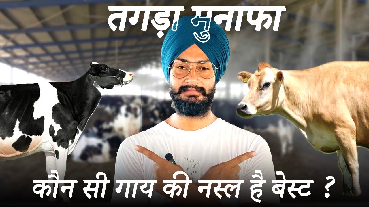 Best cow breed to start dairy farm । ये नसल देती हैं सबसे ज्यादा मुनाफा । Dairy business profit loss