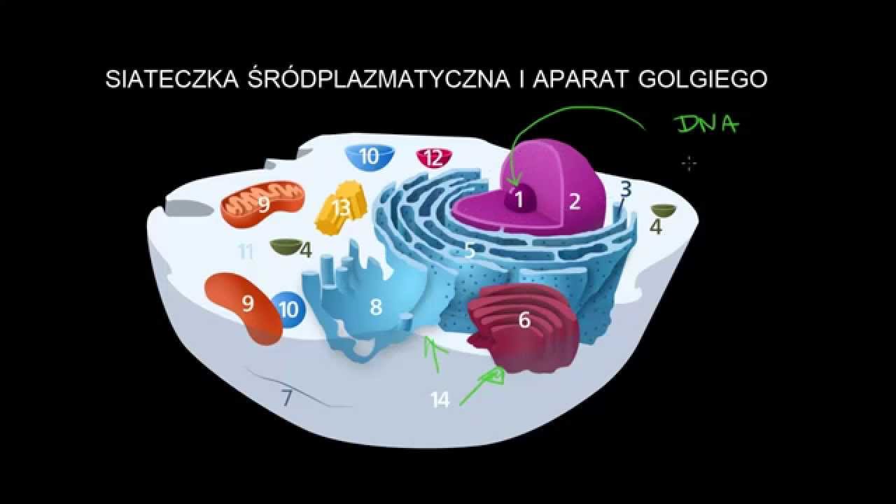 Siateczka śr&oacute;dplazmatyczna i aparat Golgiego