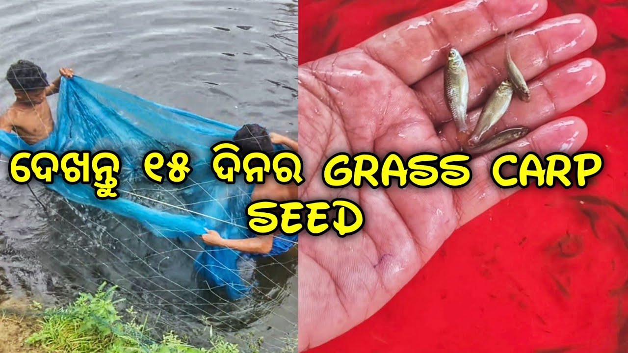 Spawn ରୁ Advance Fry ଯାଆଁଳ || Growth Of Grass Carp Seed || ‎⁨@DibyajotiSingh
