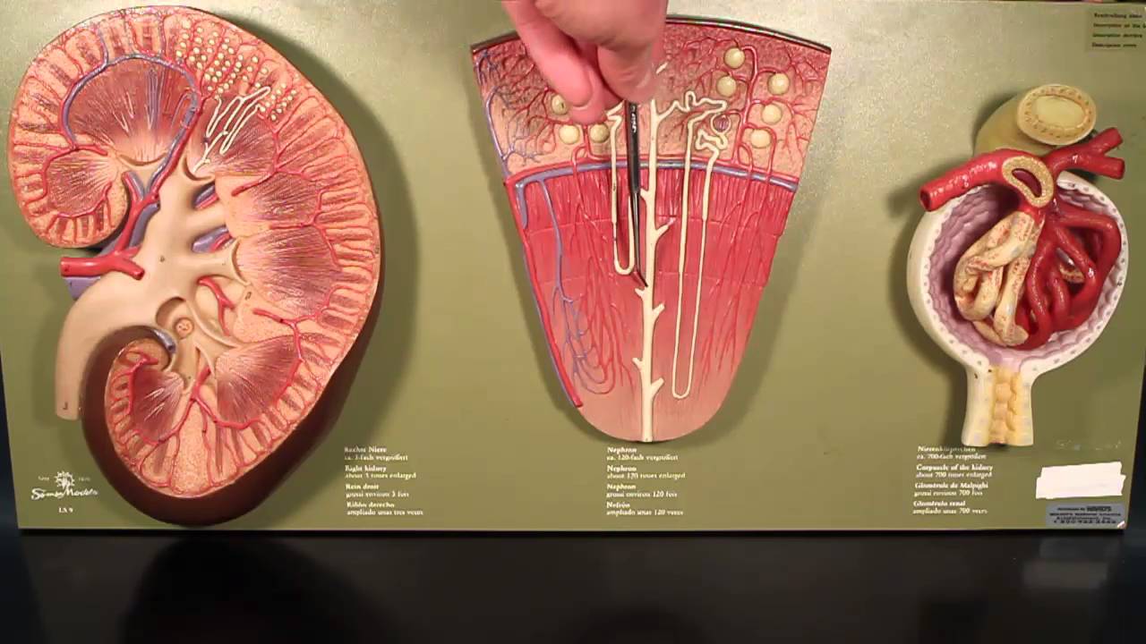 Kidney Anatomy and Blood