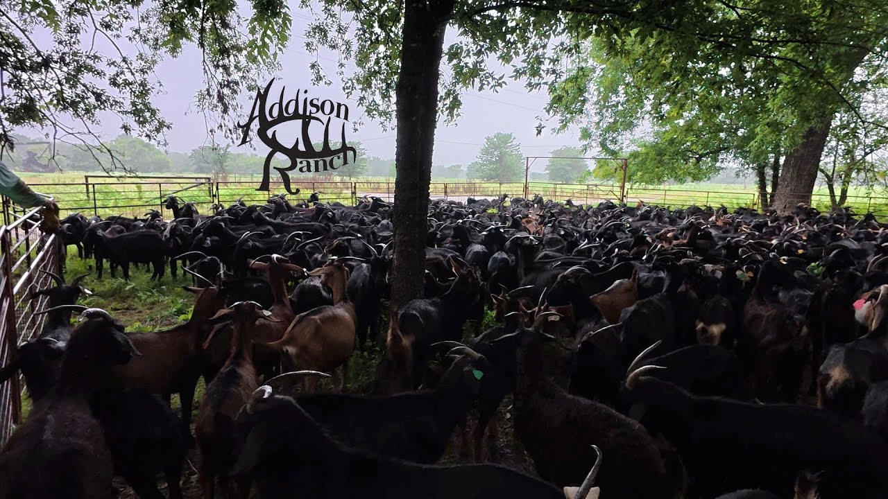 PENNING AND WORKING GOATS 2025