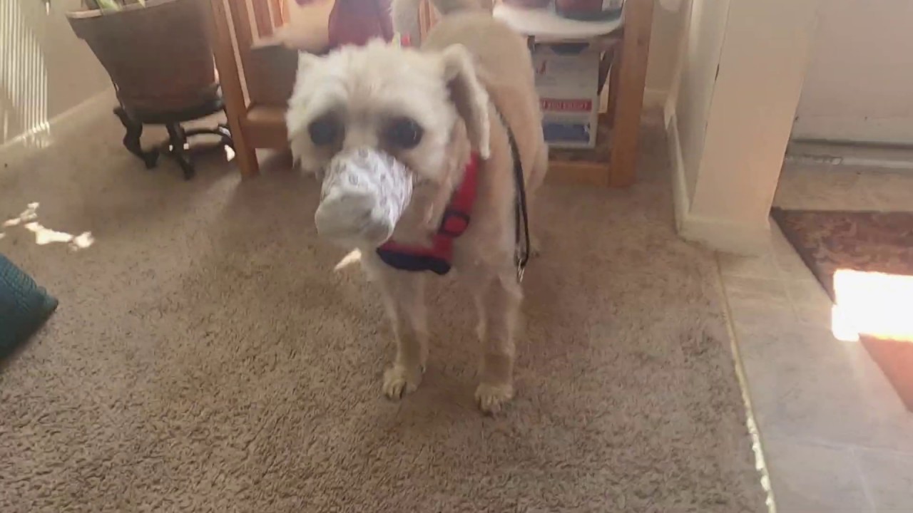 How to make a DOG face mask (muzzle)