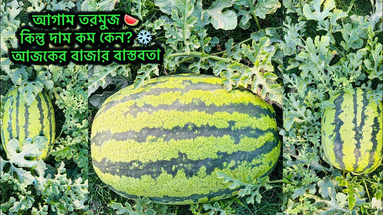 আগাম তরমুজ বাজারে, কিন্তু শীতের কারণে দাম কম ❄️🍉 | আজকের বাজার আপডেট