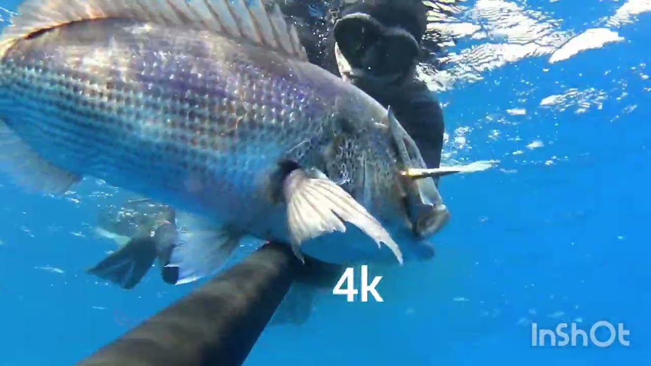Pesca submarina en Mallorca.                 Dentones de acantilado.