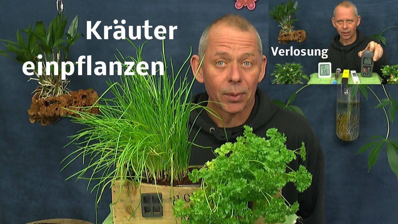 Kräuter im Haus Schnittlauch und Petersilie. Verlosung des Luxmeter Lichtmesser