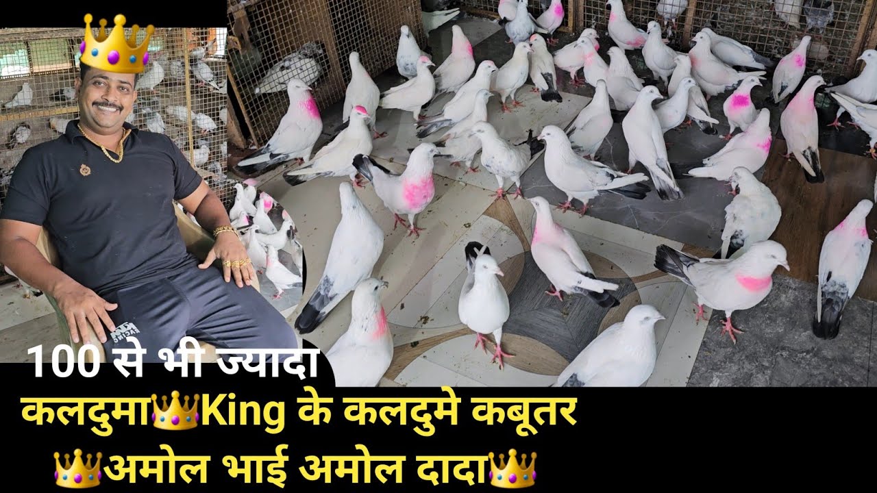 New Video 🤩 Coming Soon Amol Bhai Ke Kaldume Hi Kaldume Kabootar 1 Number Maza Aane Wala He Dosto🤩🥳