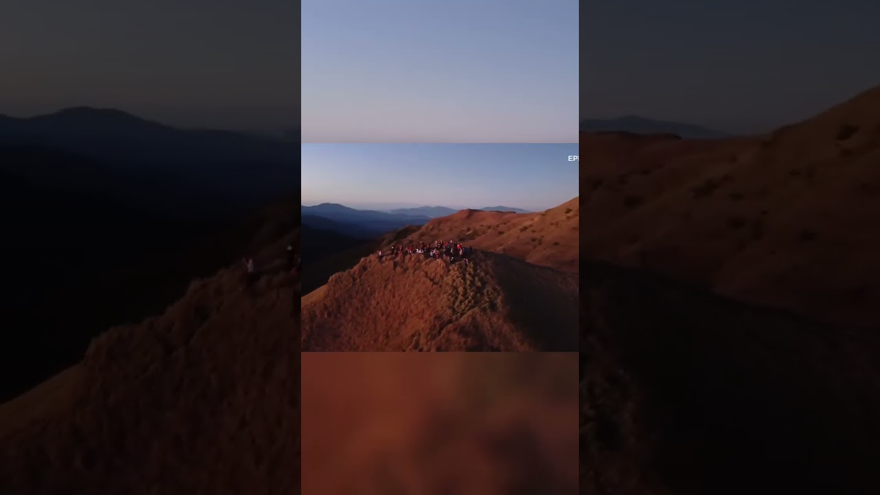 Mount Pulag's Hidden Wonders: Rare Species Gathering at Sunset!