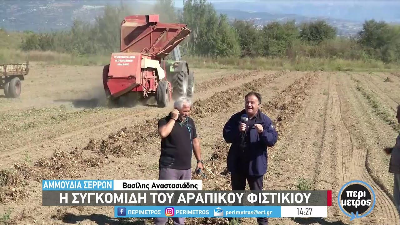 Η συγκομιδή του αράπικου φιστικιού στην Αμμουδιά Σερρών | 07/10/2022 | ΕΡΤ