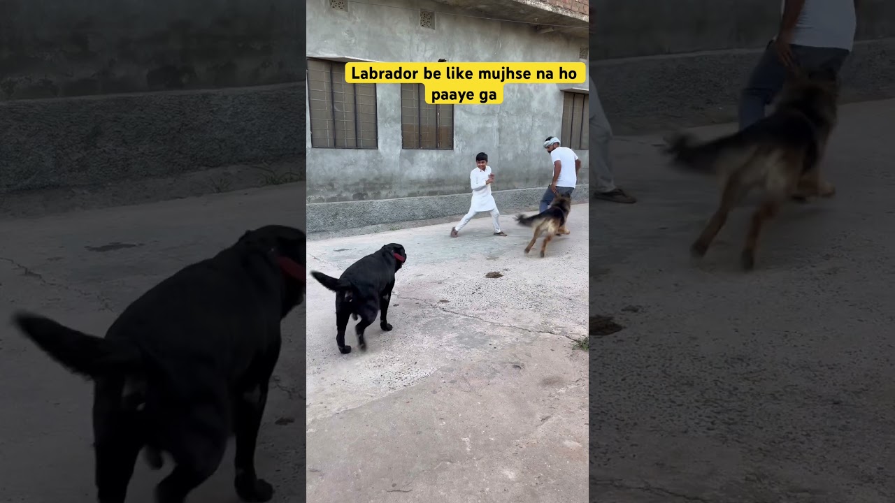 German Shepherd Protects Child and Attacks Big Boy | Powerful Dog Protection #germanshepherd #dog