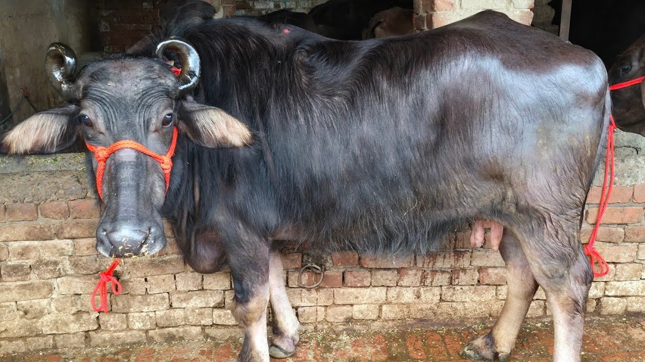#ਤੋਕੜ ਗੱਬਣ ਮੱਝ #ਸੱਜਰ ਸੂਈਆ ਗਾਂਵਾਂ ਵਿਕਾਊ one buffalo 3 cows for sale #best #qulity #bufflo #viralvideo