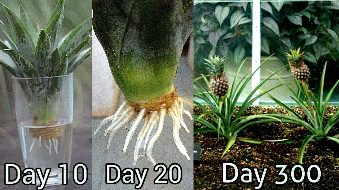 Best way to Grow Pineapple 🍍 at home // सबसे अच्छा तरीका अनन्नास उगाने का