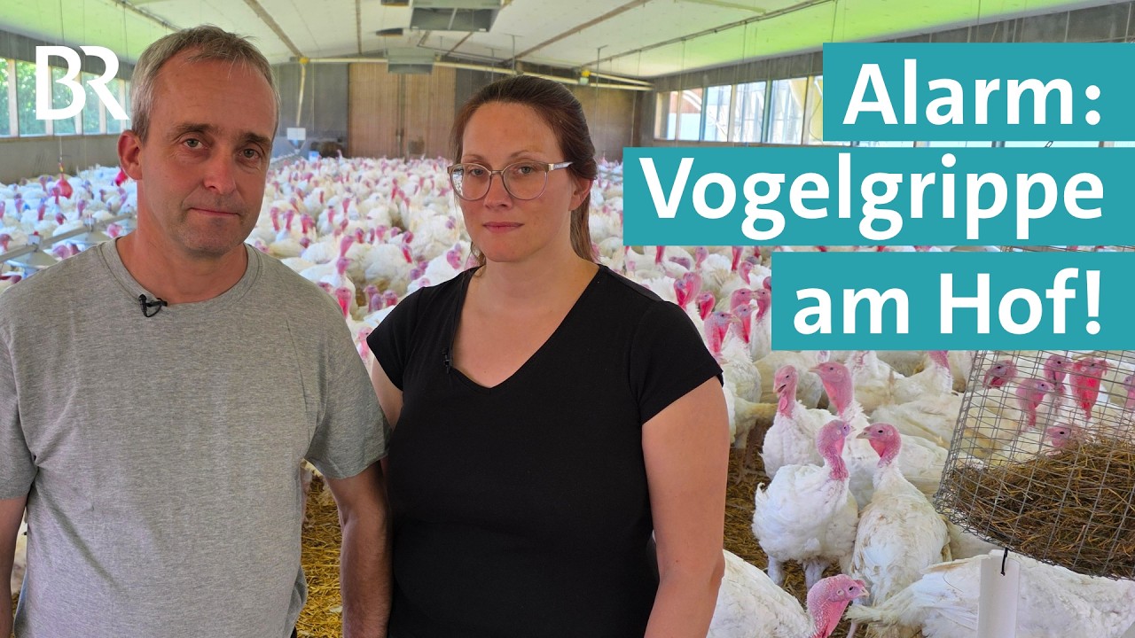 Vogelgrippe am Hof: Unser Kampf um 30.000 Puten - vergeblich! | Hofgefl&uuml;ster | Unser Land | BR