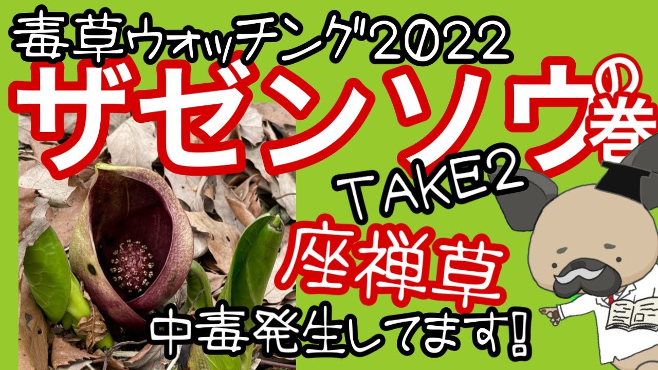 ザゼンソウ２〜毒草ウォッチング2022〜中毒発生!!ご注意を！【専門家の解説付】
