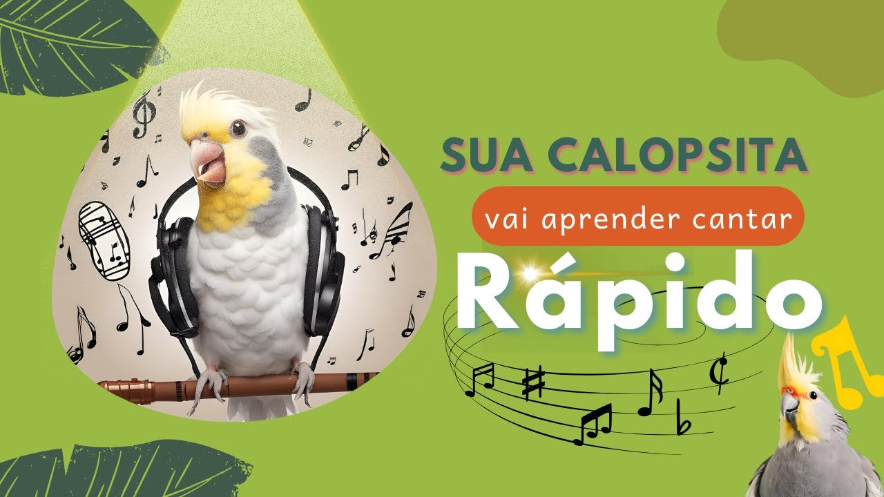 ASSOBIOS PARA CALOPSITA APRENDER A CANTAR RÁPIDO| #calopsita #calopsitafilhote