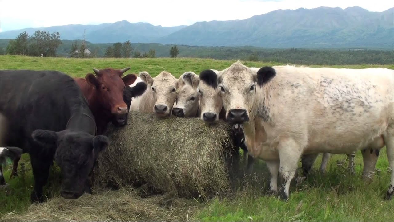 Grasses in Alaska's Matanuska Valley