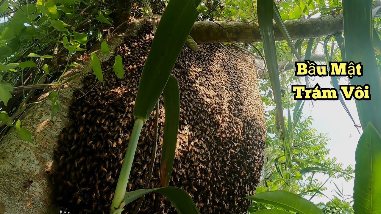 Cuối Cùng Củng Thấy Được Tổ Ong Khủng Núp Lùm Có Bầu Mật Trám Vôi. 