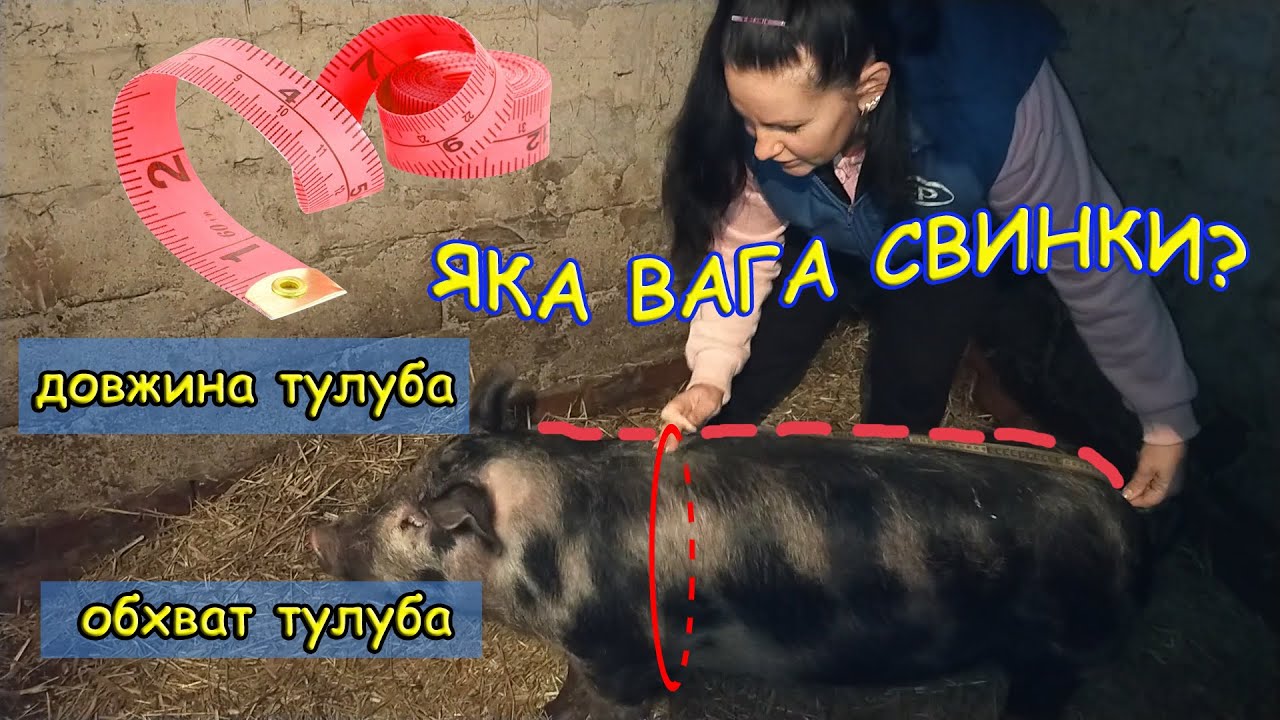 ЯК ВИЗНАЧИТИ ВАГУ СВИНІ БЕЗ ЗВАЖУВАННЯ НА ВАГАХ?