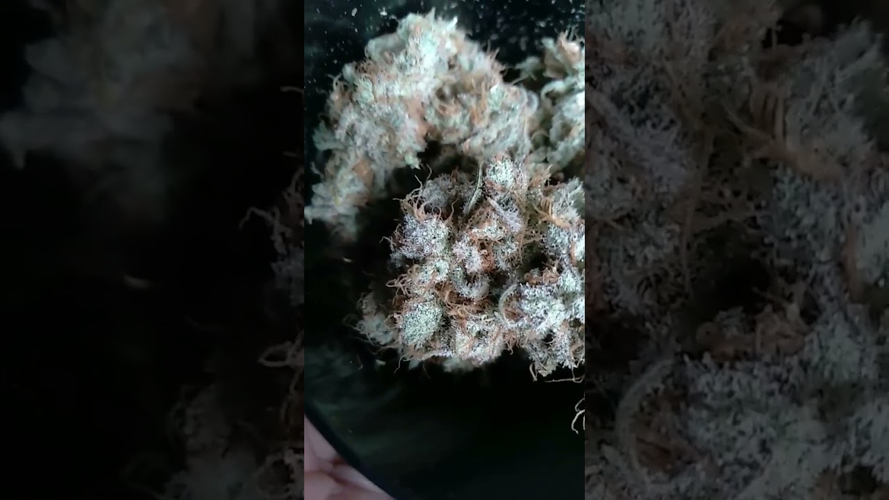 SUPER FROSTY 9LB HAMMER FRESHLY TRIMMED