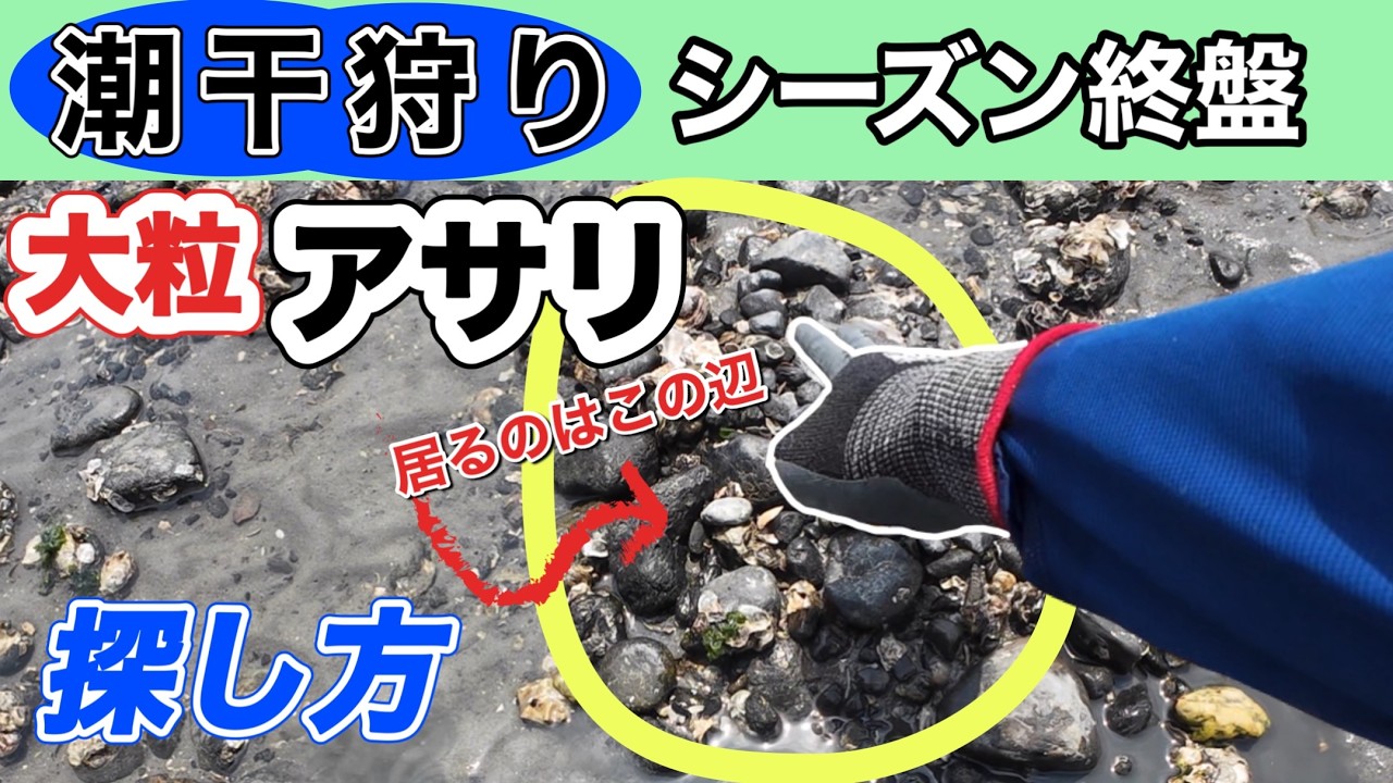 まだまだ採れるぞ、シーズン終盤のアサリの探し方。
