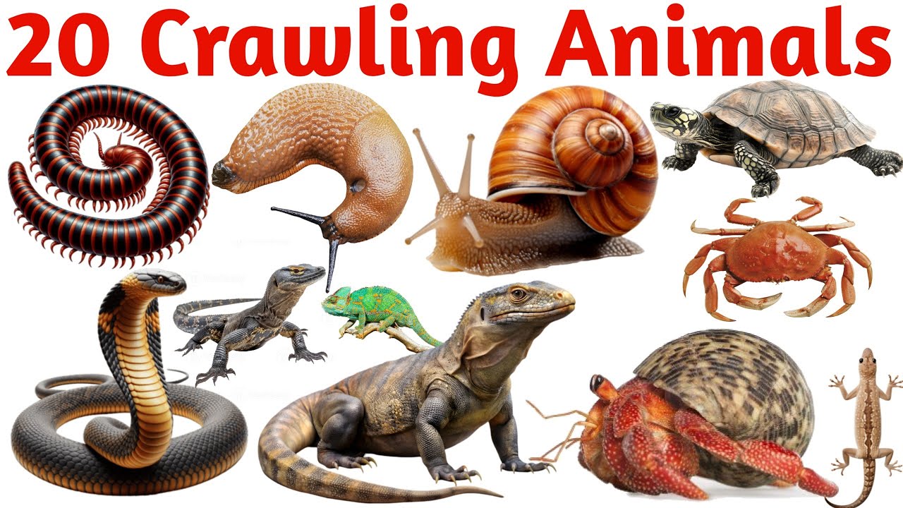 रेंगने वाले जानवरों के नाम | Crawling Animals Name for Kids | Learn 20 Crawling Animals in English